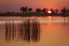 Sunset_Okavango