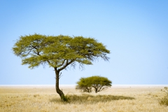 Trees in Savanna
