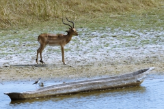 Antilope at River Chobe