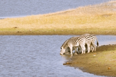 Zebras at Chobe River