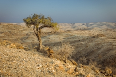 Tree_Namibia